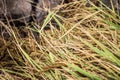 rice yields in Poso Royalty Free Stock Photo