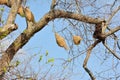 Ricebird nests on the trees.