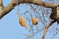 Ricebird nests on the trees.