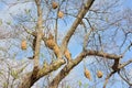 Ricebird nests on the trees.