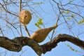 Ricebird nests on the trees.