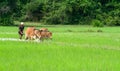 Ricefield