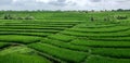 Ricefield in bali