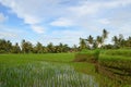 Ricefield Bali