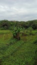 Ricefield banna tree green world