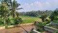 Ricefield from the begining