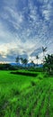 Ricefield, blue sky and mrning panorama in Bali Royalty Free Stock Photo
