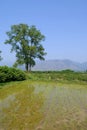 A ricefield at China Royalty Free Stock Photo