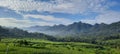 Ricefield Royalty Free Stock Photo