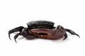 Ricefield crab