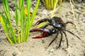 Ricefield crabs male with large claws will cut rice plant.