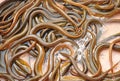 Ricefield eel Royalty Free Stock Photo