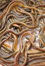 Ricefield eels Royalty Free Stock Photo