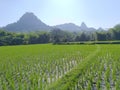 Ricefield field mountain view beautiful greenfield village cool wonderful tree forest nature morning sunrise