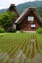 Ricefield and Gassho-zukuri style houses. Historic village of Shirakawa-go. Gifu prefecture. Chubu. Japan