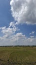 Ricefield after harvest at morning with bluesky view Royalty Free Stock Photo