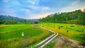 Ricefield Irigation Royalty Free Stock Photo