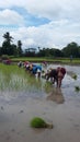 The ricefield