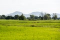 CAMBODIA BATTAMBANG AGRICULTURE RICEFIELD