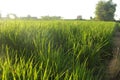 Ricefield Royalty Free Stock Photo