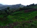 Ricefield Meratus Mountain farmland dayak people Kalimantan Selatan ; Borneo Royalty Free Stock Photo