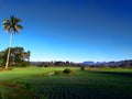 Ricefield in the middle of county Royalty Free Stock Photo