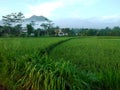 ricefield in morning Royalty Free Stock Photo