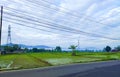 Ricefield in the morning Royalty Free Stock Photo