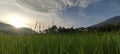Ricefield in the morning Royalty Free Stock Photo