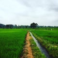 Ricefield in Moshi