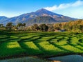Ricefield with mountains Royalty Free Stock Photo