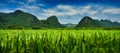 Ricefield between mountains