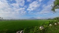 Ricefield mountains sunday morning situation Royalty Free Stock Photo