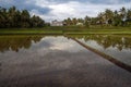 Ricefield near Ubud Royalty Free Stock Photo