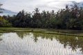 Ricefield near Ubud