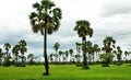 Ricefield and palms