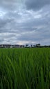 ricefield is a place for farmers to grow rice