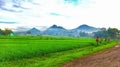 Ricefield ready to harvest Royalty Free Stock Photo