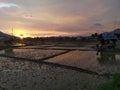 Ricefield rice field and sunset by nature at sibolga