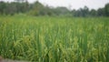 ricefield rice nature organic fresh