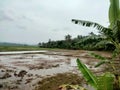 Ricefield before rice planting