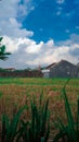 ricefield, sky, blue sky, cloudy, rice plants