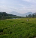 Ricefield in Tuntang river central java Royalty Free Stock Photo