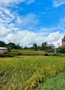 Ricefield in Ubud Royalty Free Stock Photo