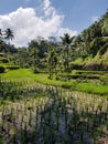 Ricefield, ubud, Indonesia Royalty Free Stock Photo