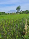 Ricefield view in the morning Royalty Free Stock Photo