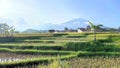 Ricefield view in the morning Royalty Free Stock Photo