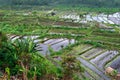 Ricefields