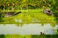 Ricefields in Bali Royalty Free Stock Photo