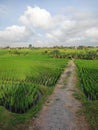 ricefields in Bali Indonesia in the morning Royalty Free Stock Photo